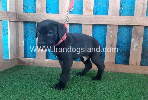 ---greatdane-107_9