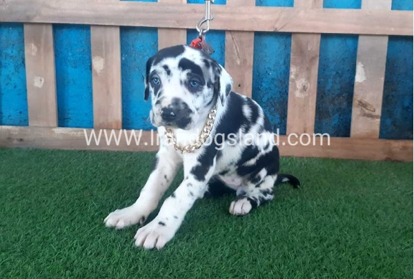 ---greatdane-108_1