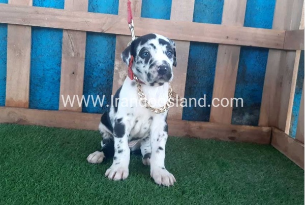 ---greatdane-108_10