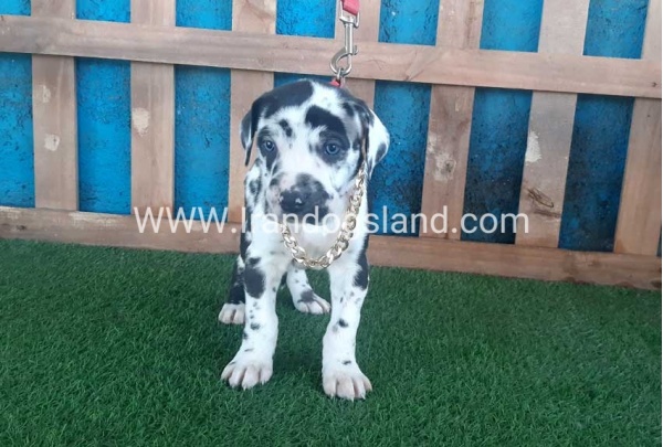 ---greatdane-108_2