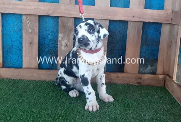 ---greatdane-108_3