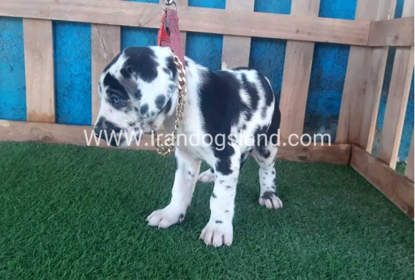 ---greatdane-108_4