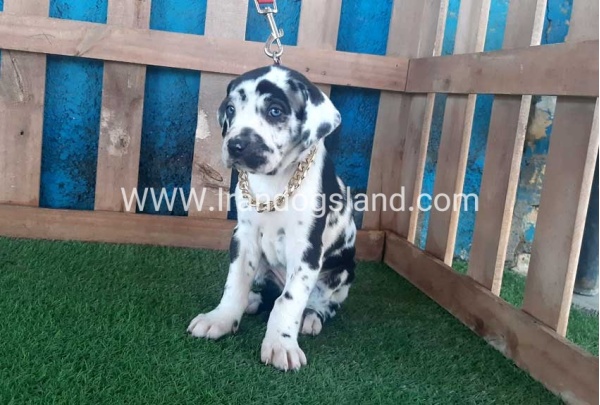 ---greatdane-108_5