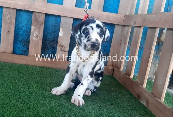 ---greatdane-108_6