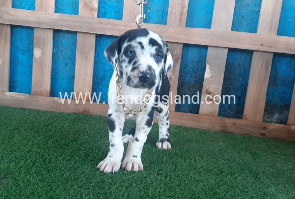 ---greatdane-108_7