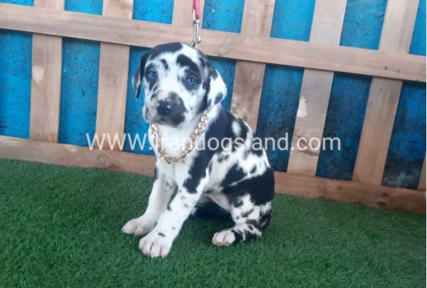 ---greatdane-108_8