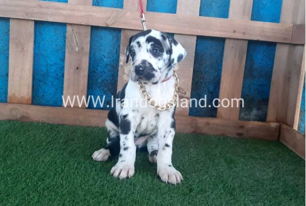 ---greatdane-108_9