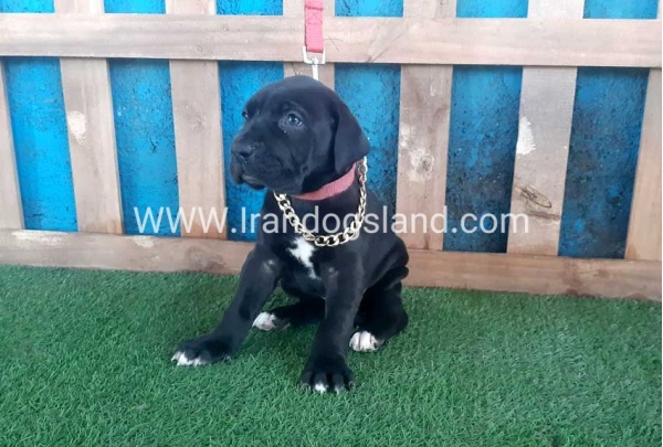 ---greatdane-109_1