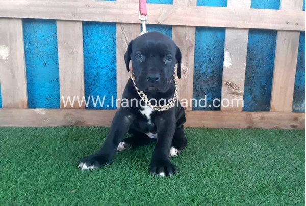 ---greatdane-109_2