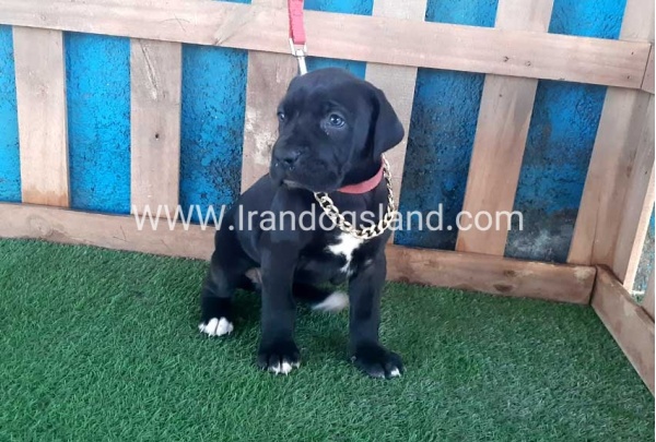 ---greatdane-109_6