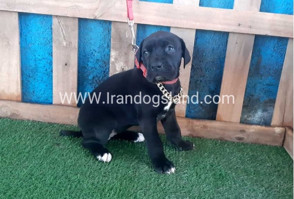 ---greatdane-109_7