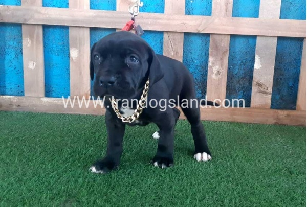---greatdane-109_8