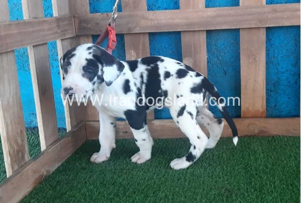 ---greatdane-110_1