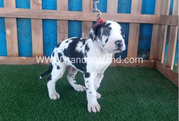 ---greatdane-110_2