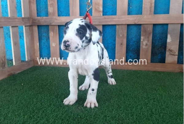 ---greatdane-110_3