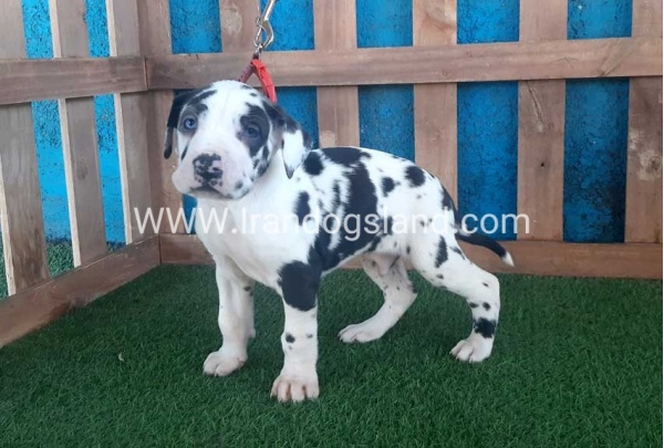 ---greatdane-110_4
