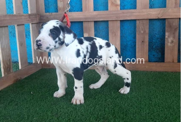 ---greatdane-110_5