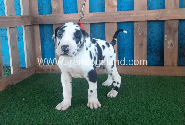 ---greatdane-110_6