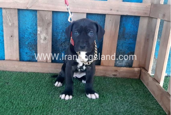 ---greatdane-111_1