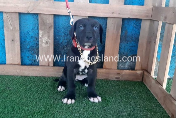 ---greatdane-111_10