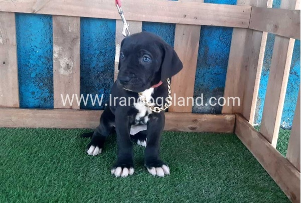---greatdane-111_2