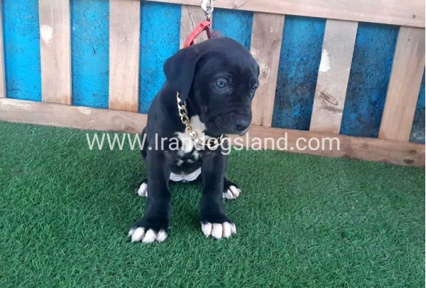 ---greatdane-111_3