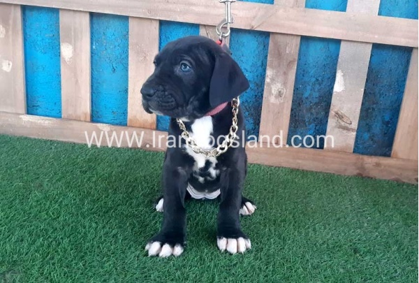 ---greatdane-111_4