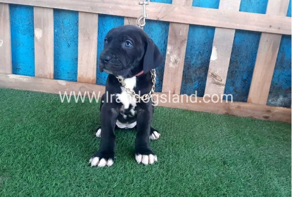 ---greatdane-111_5