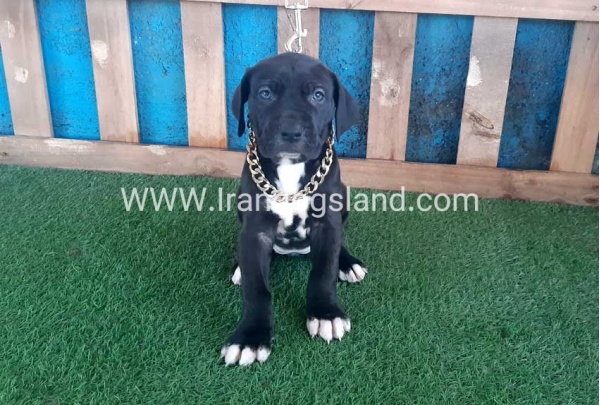 ---greatdane-111_6