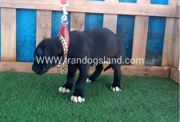 ---greatdane-111_7