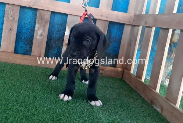 ---greatdane-111_8