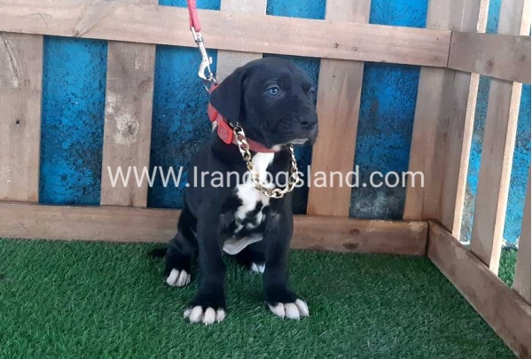 ---greatdane-111_9