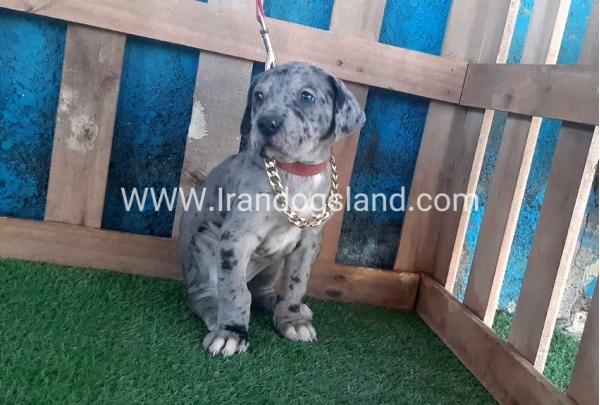 ---greatdane-112_1