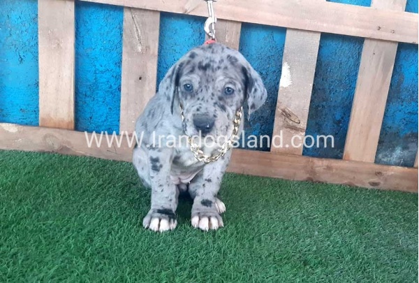 ---greatdane-112_2