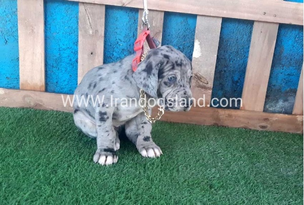---greatdane-112_3