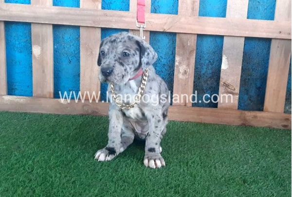 ---greatdane-112_4