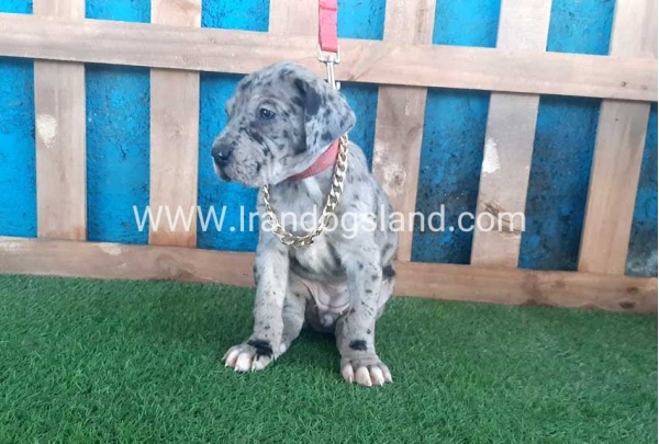 ---greatdane-112_5