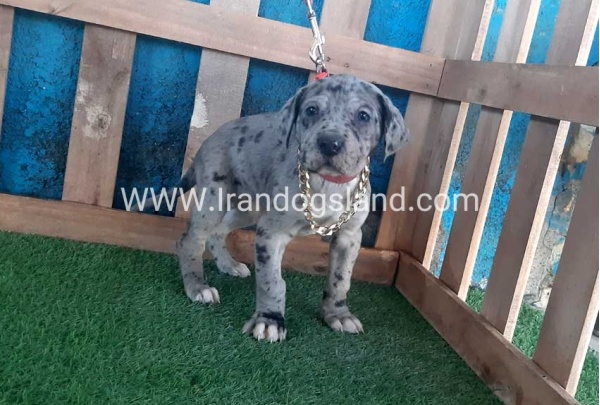 ---greatdane-112_6