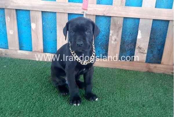 ---greatdane-113_1
