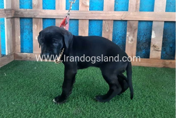---greatdane-113_10