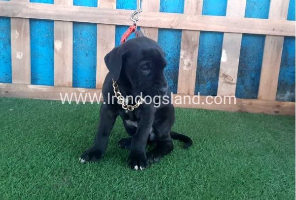---greatdane-113_11
