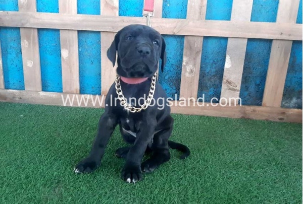 ---greatdane-113_12