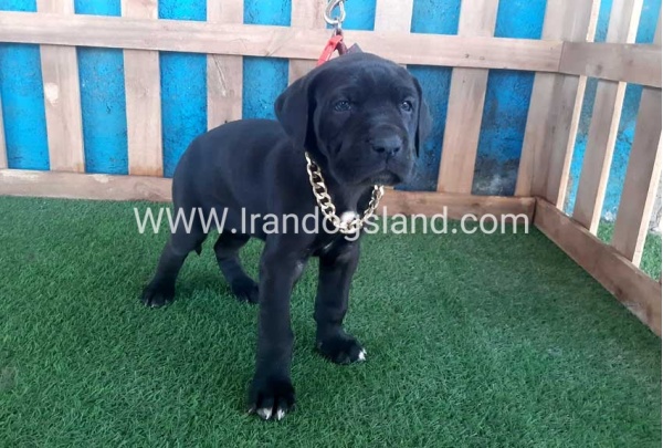 ---greatdane-113_13