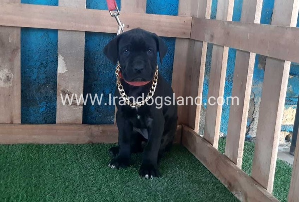 ---greatdane-113_2
