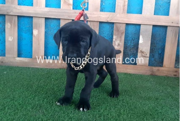 ---greatdane-113_3