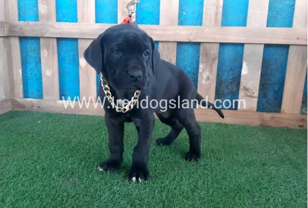 ---greatdane-113_4