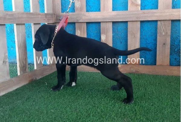 ---greatdane-113_5