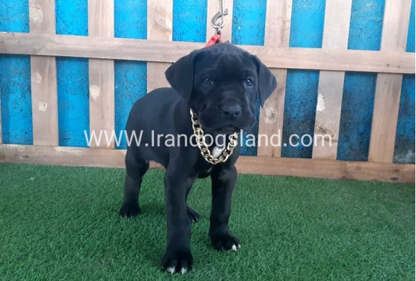 ---greatdane-113_6