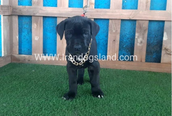 ---greatdane-113_7