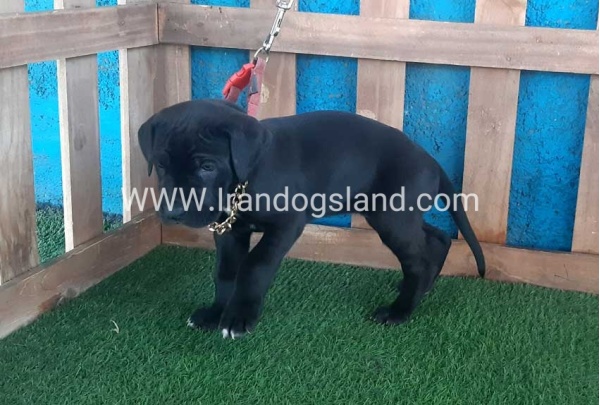 ---greatdane-113_8